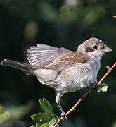 Red-backed Shrike