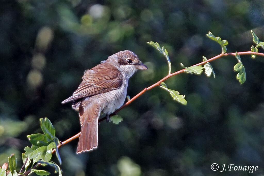 Red-backed Shrikejuvenile, identification, Reproduction-nesting