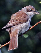 Red-backed Shrike