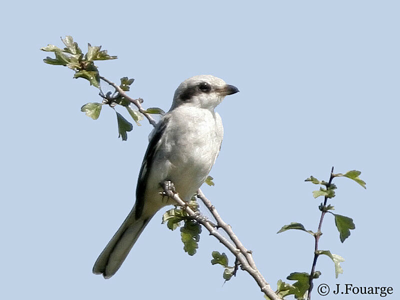 Great Grey Shrike