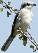 Great Grey Shrike