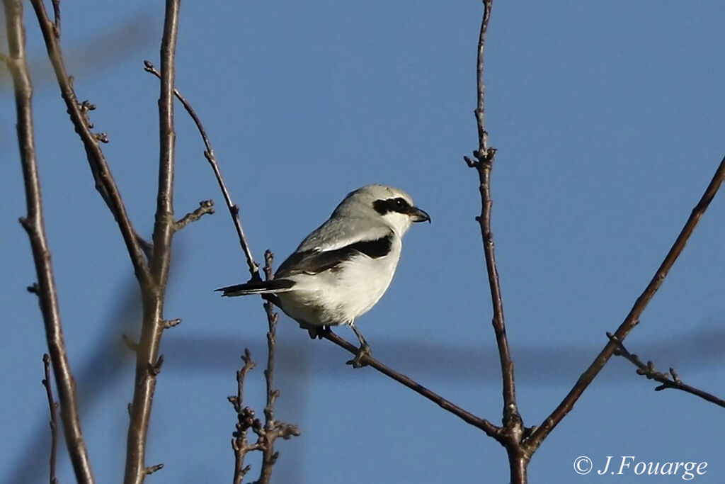 Great Grey Shrike