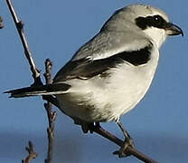 Great Grey Shrike