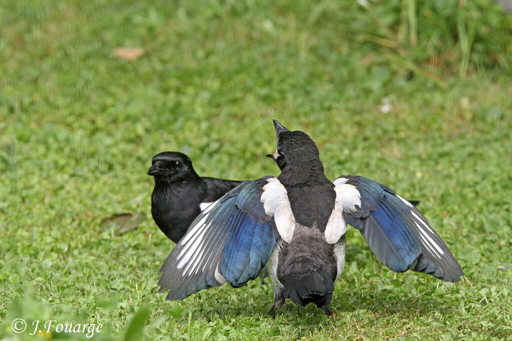 Eurasian Magpie, Reproduction-nesting, Behaviour