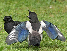 Eurasian Magpie