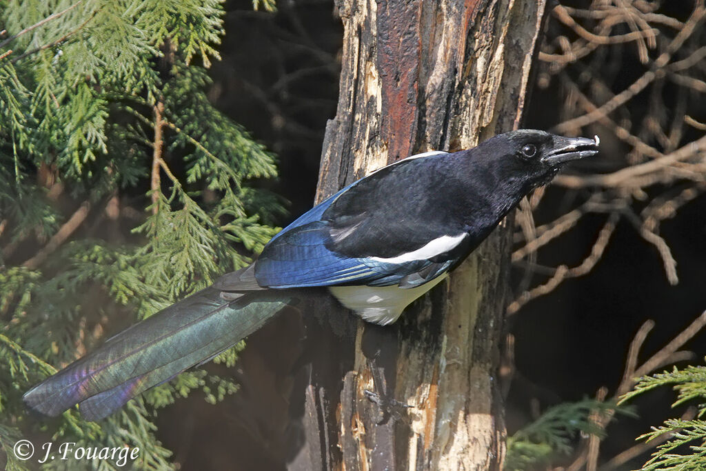 Eurasian Magpie, identification