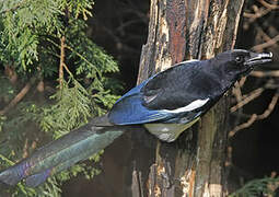 Eurasian Magpie