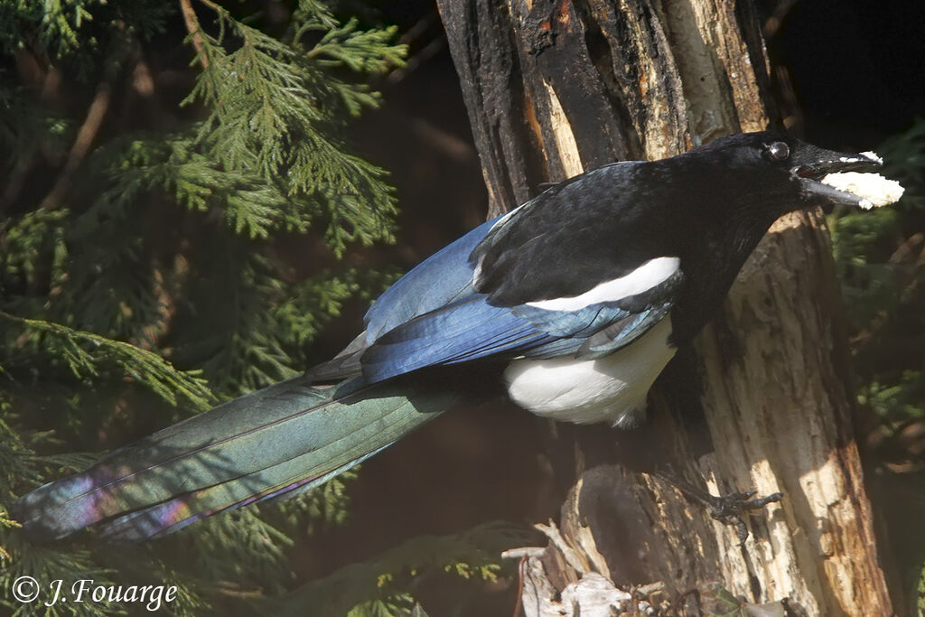 Eurasian Magpie, identification, feeding habits, Behaviour