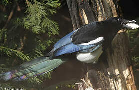 Eurasian Magpie