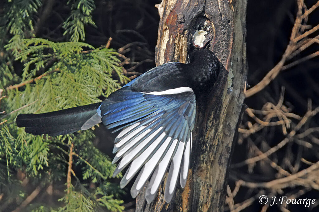 Eurasian Magpie