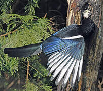 Eurasian Magpie