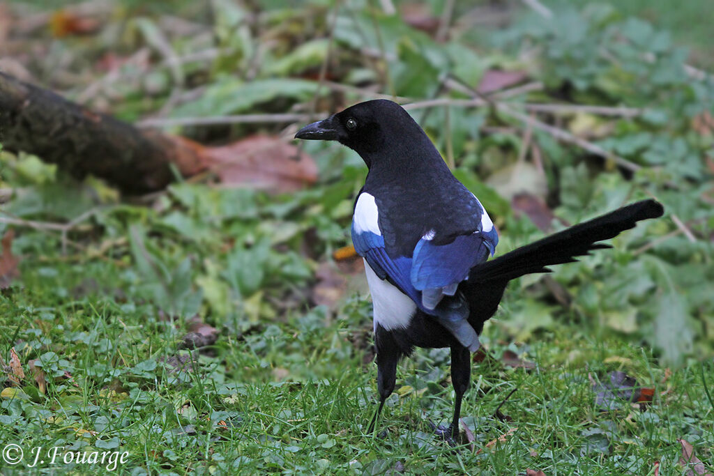 Eurasian Magpie, identification