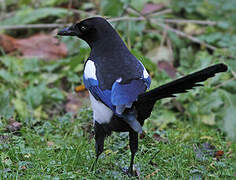 Eurasian Magpie