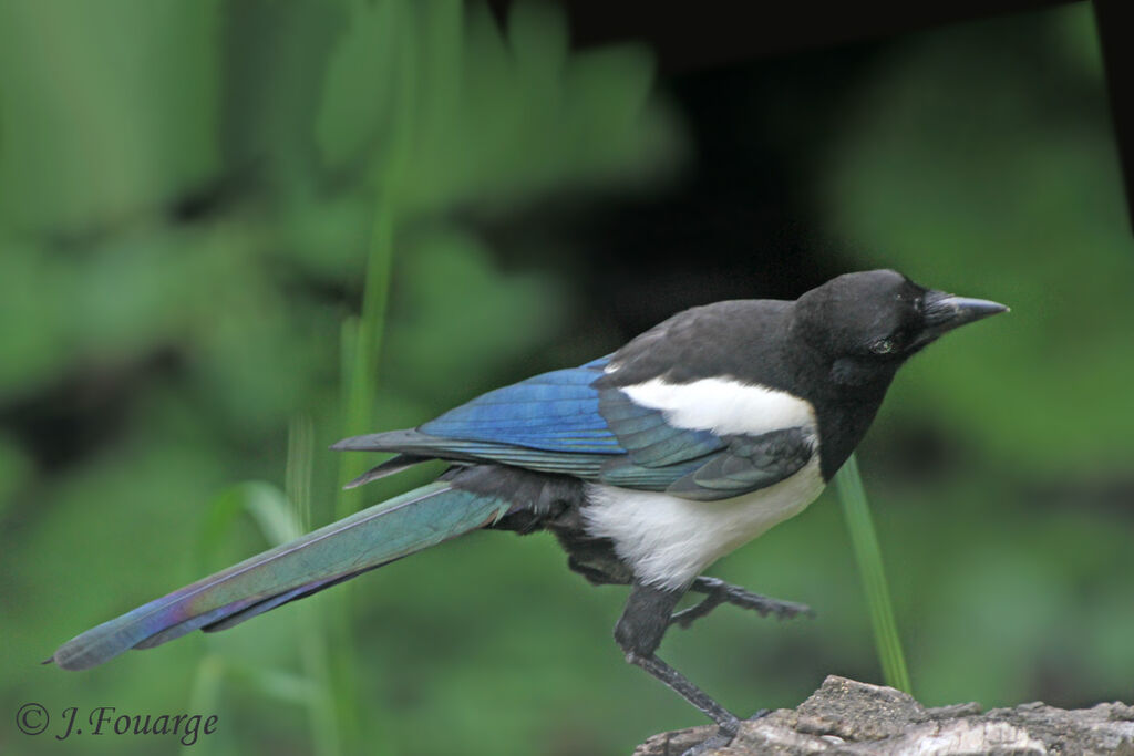 Eurasian Magpie, identification