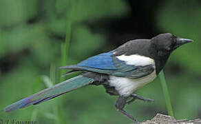 Eurasian Magpie