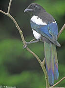 Eurasian Magpie