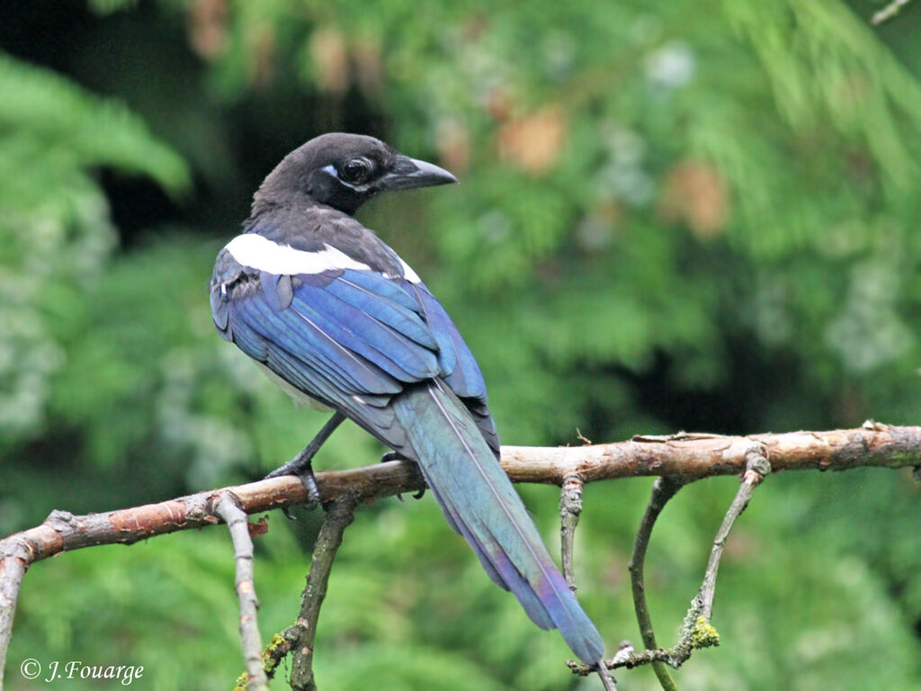 Eurasian Magpie, identification