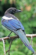 Eurasian Magpie