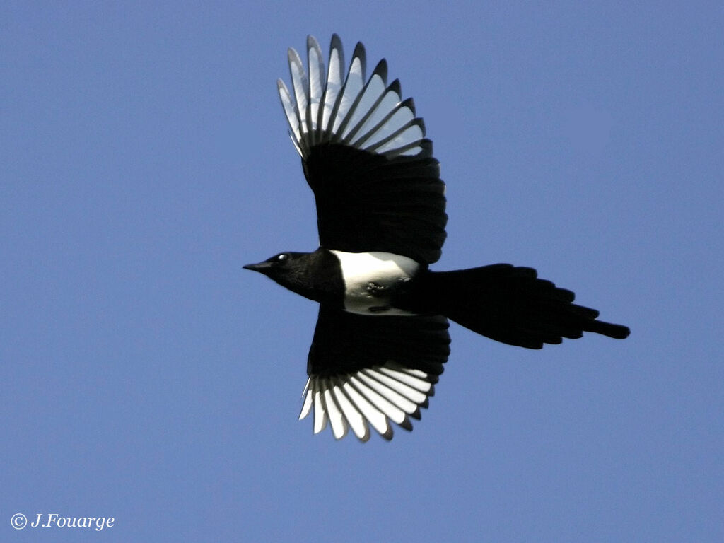 Eurasian Magpie