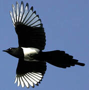 Eurasian Magpie