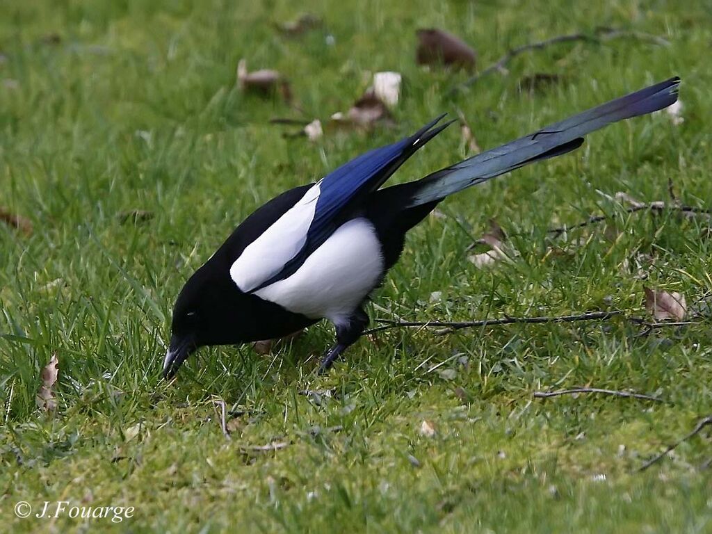 Eurasian Magpieadult