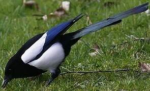 Eurasian Magpie