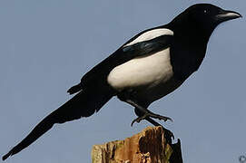 Eurasian Magpie