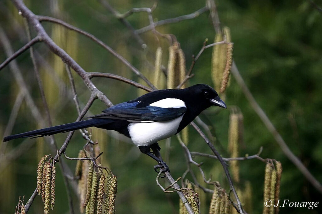 Eurasian Magpie