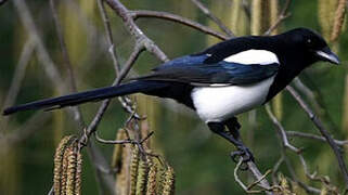 Eurasian Magpie