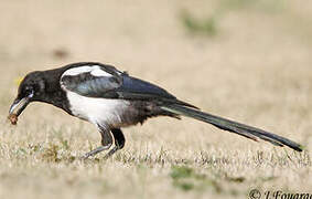 Eurasian Magpie