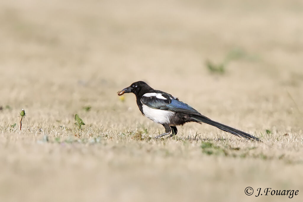 Eurasian Magpie, feeding habits, Behaviour