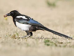 Eurasian Magpie