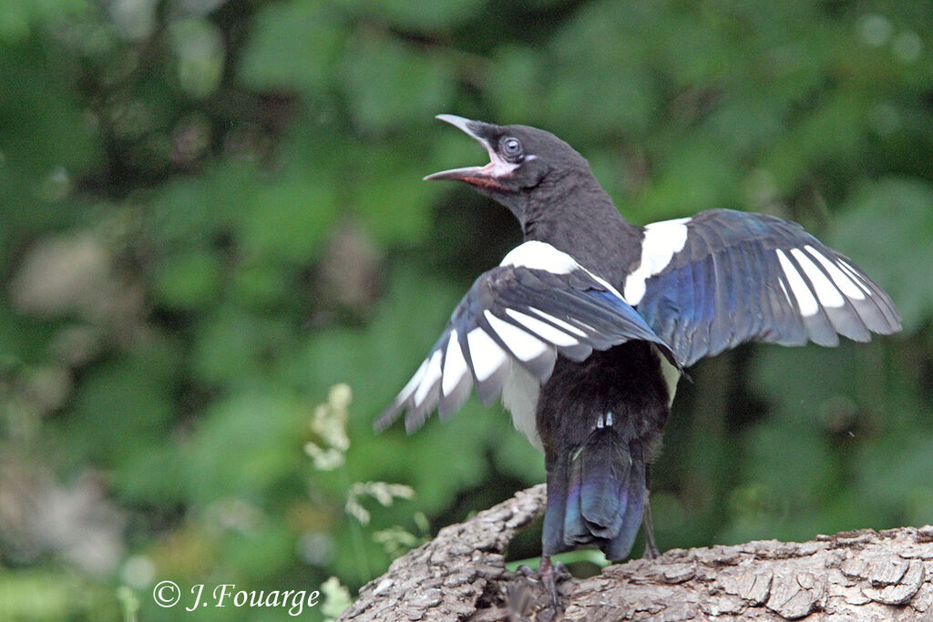 Eurasian Magpiejuvenile, Behaviour