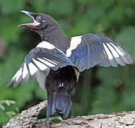 Eurasian Magpie