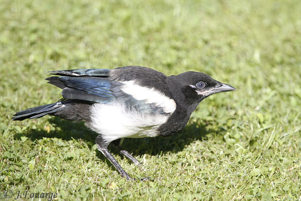 Pie bavardejuvénile, identification