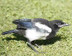 Eurasian Magpie