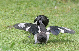 Eurasian Magpie