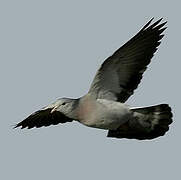 Stock Dove