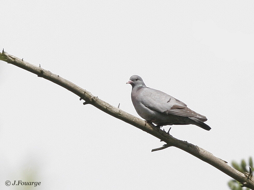 Pigeon colombin