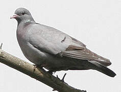 Stock Dove