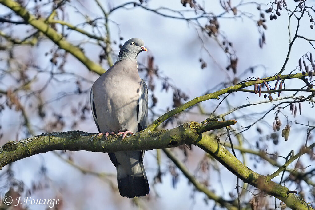 Pigeon ramier