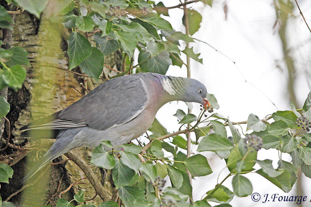 Common Wood Pigeonadult, identification, feeding habits, Behaviour