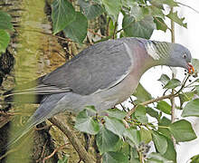 Common Wood Pigeon