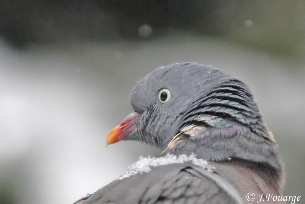 Common Wood Pigeon