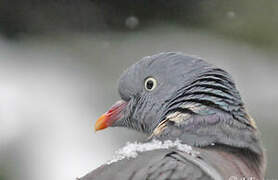 Common Wood Pigeon