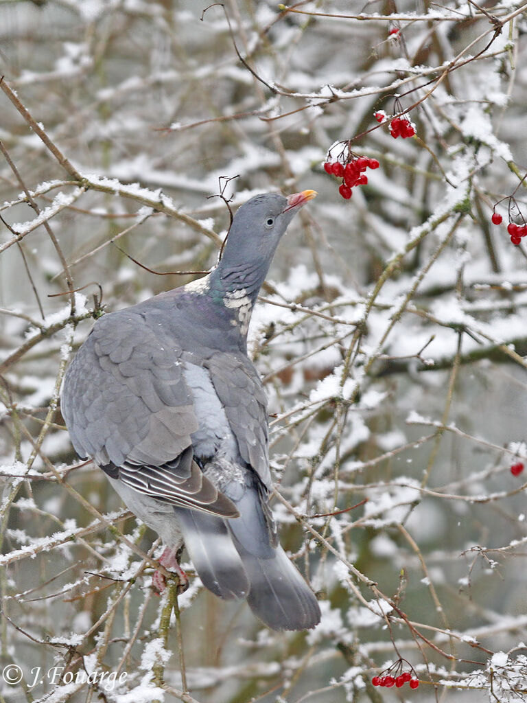 Pigeon ramier, identification, régime, Comportement