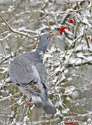 Common Wood Pigeon