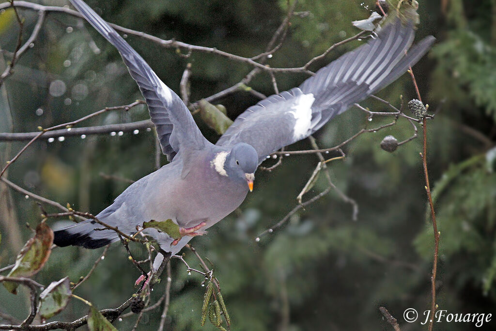 Common Wood Pigeon, Flight