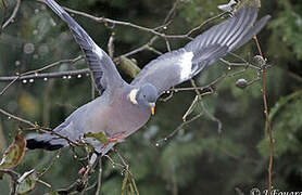 Common Wood Pigeon