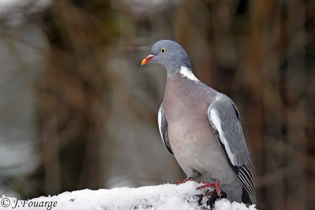 Common Wood Pigeon